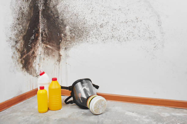 Best Toxic Mold Removal  in Kinnelon, NJ