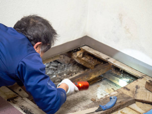Best Mold Damage Repair  in Kinnelon, NJ
