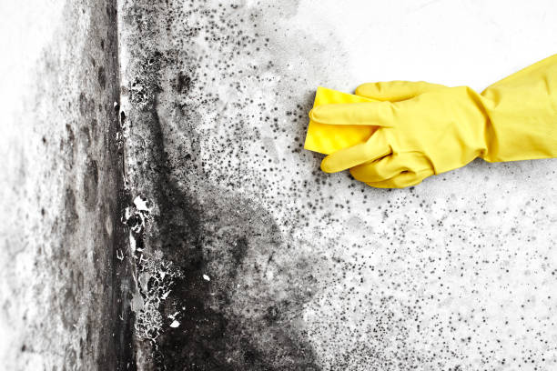 Mold Removal and Inspection in Kinnelon, NJ