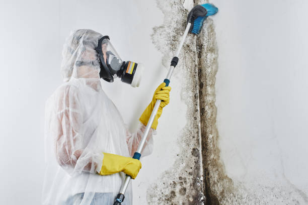 Best Local Mold Removal Service  in Kinnelon, NJ
