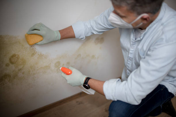 Best Same-Day Mold Removal  in Kinnelon, NJ