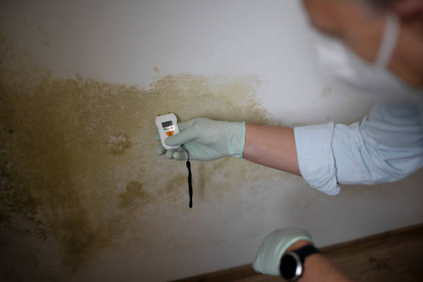 Best Mold Removal and Inspection  in Kinnelon, NJ