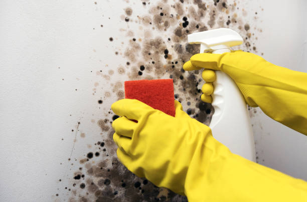 Best Mold Removal Near Me  in Kinnelon, NJ