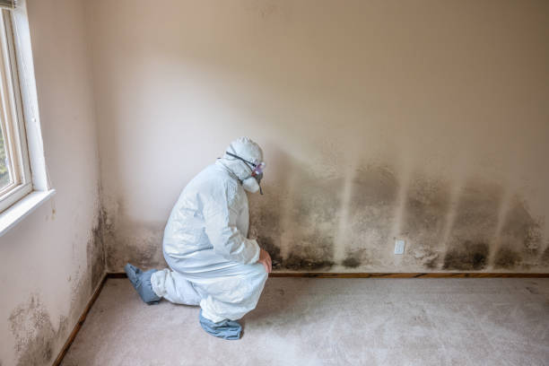 Best Certified Mold Removal  in Kinnelon, NJ